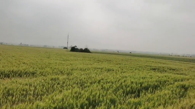 受旱情影响，许昌不少村民趁小麦成熟前一个月左右进行灌溉作业