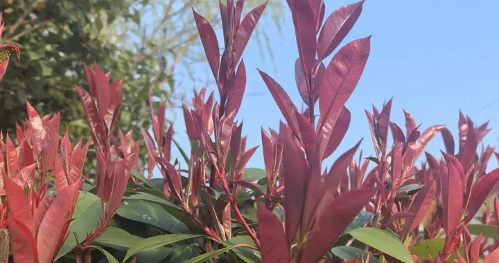 春日黄昏的斜阳把影子拉得细长，就像时光在青石板路上写下的诗行