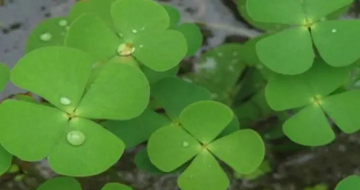 “蘋”字草人称破铜钱，恶性湿生草本植物，可作饲料还可全草入药