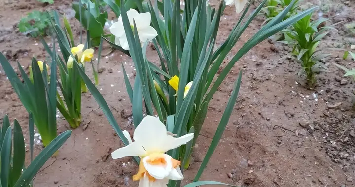 水仙花——和洋水仙的几点区别