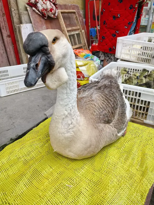 人生的主要任务。