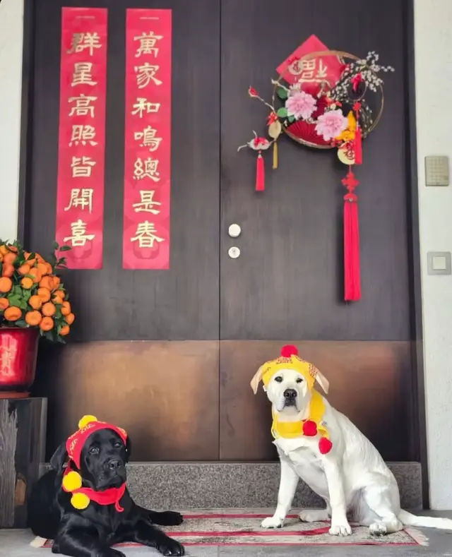 刘嘉玲豪宅迎春，与爱犬共接财神，奢华与温情交织的春节