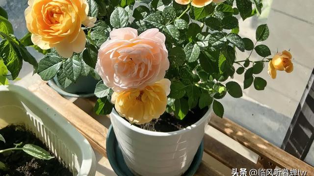 临风听暮蝉tw：生活嘛，慢慢来，所有好运