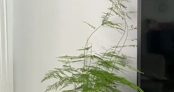 江苏一姑娘，晒妈妈养7年的文竹，网友：不得了，你家文竹成了精