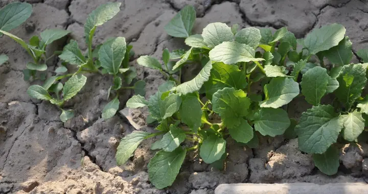 蔬菜根系生长茂密的三个要素，涉及空气、肥和水，要如何做？