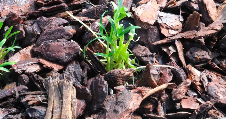 光影绘就石斛振兴图！安徽省经济记者协会摄影创作采风点落户霍山