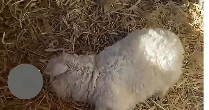 30万都不卖！宁夏“影帝羊”装死爆红，主人的选择太圈粉