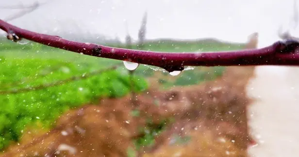 为什么老人说最怕正月初七是雨天？不是迷信！