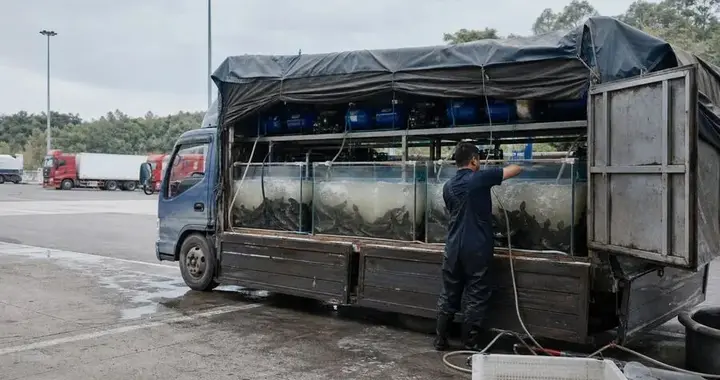 货车挂在运输公司名下，2500公斤鲶鱼死了，公司为什么一分不用赔？
