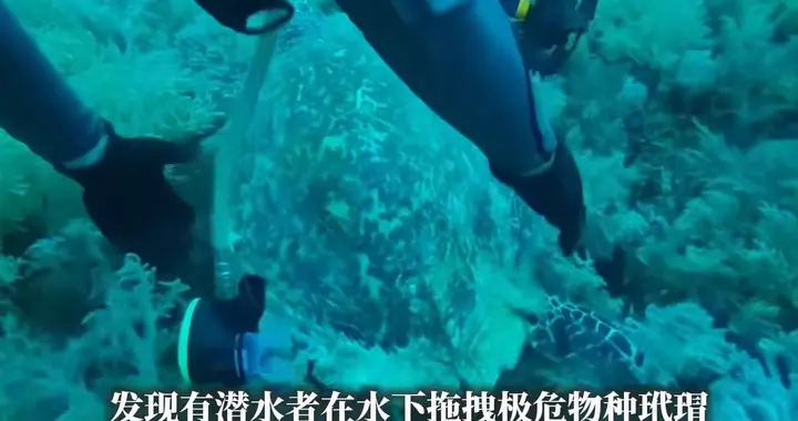 海底三宗罪：百年珊瑚一秒断，极危玳瑁随手拽！还捏死海兔！
