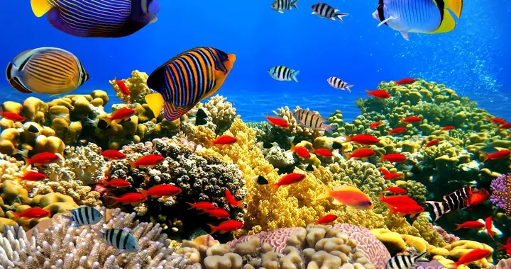 科学家研究说出大实话：海洋正在逐渐老去！人类的时间真不多了