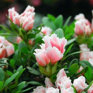 清巷布衣嘎孑：下周潜力板块及个股探讨！