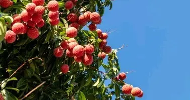 夏季又到吃荔枝的时节了，可别贪吃哦会低血糖，你信吗？
