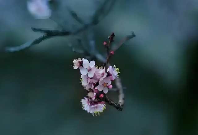 10首杏花古诗词，红白辉映，灿若云霞
