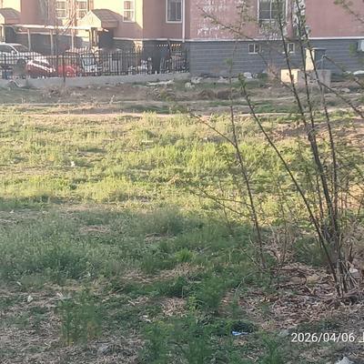 铁锤妹妹：真是宁为荒草地，也不为停车场啊