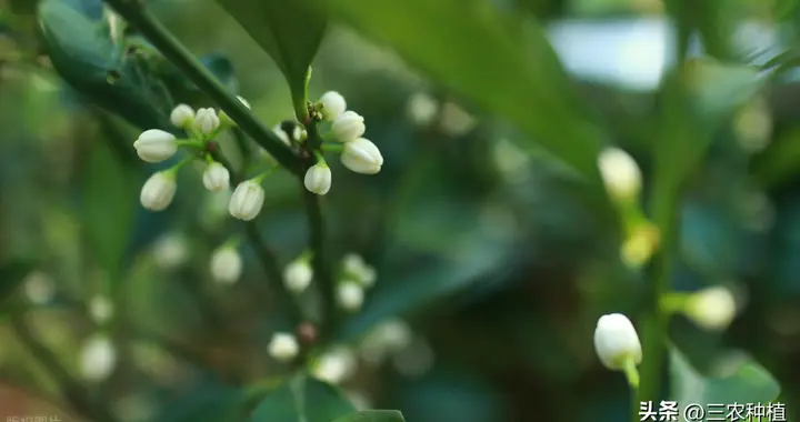 柑橘开花少？5大原因+3招破解，让果园花满枝头！