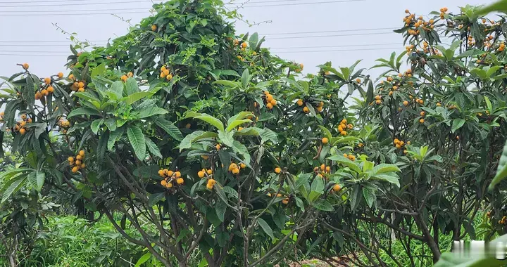 南京宝藏采摘地！蓝莓、杨梅马上开摘，还有百亩枇杷+月季花海