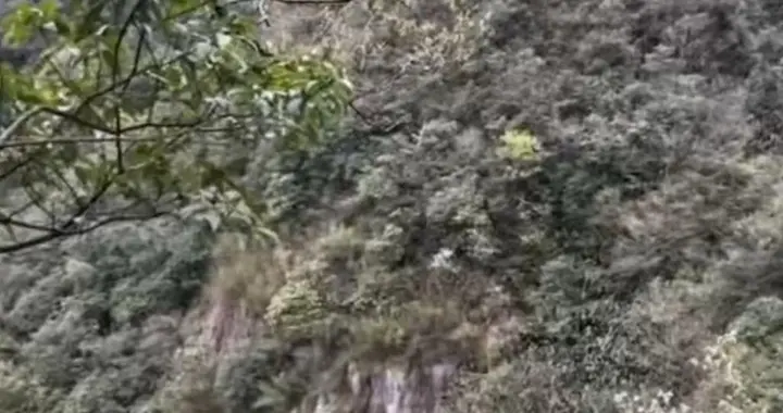 杭州一父亲带6岁儿子早上9点爬山，下午4点报警，晚上11点被找到……