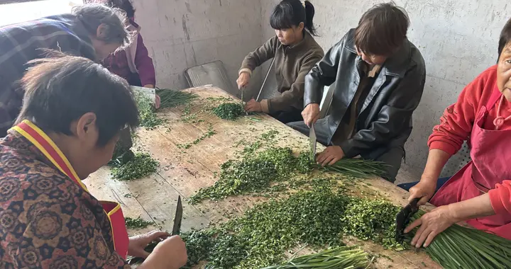 荥阳市汜水镇虎牢关村 ：饺子飘香送健康 义剪义诊暖重阳