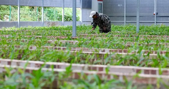 屏边一个县，如何用五年把GDP从60亿干到82.7亿？