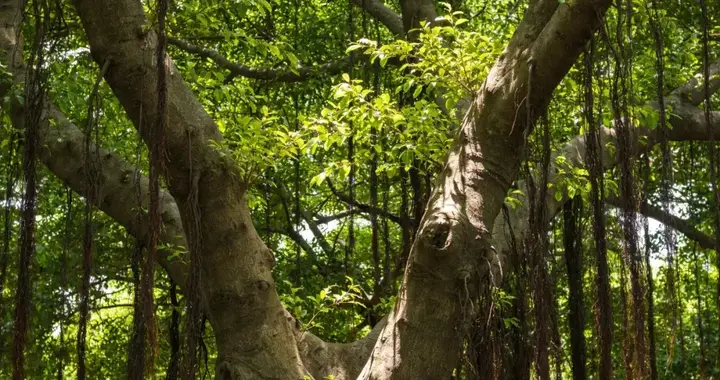 榕树理论升级：从一棵树，快速看透一个人、集体的精神心理状态