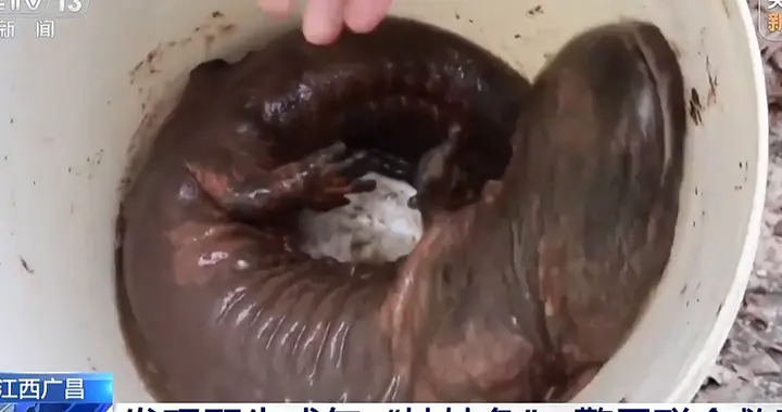 好奇怪！江西南昌 女子倒垃圾 竟在垃圾桶发现长着脚会爬的“怪鱼”