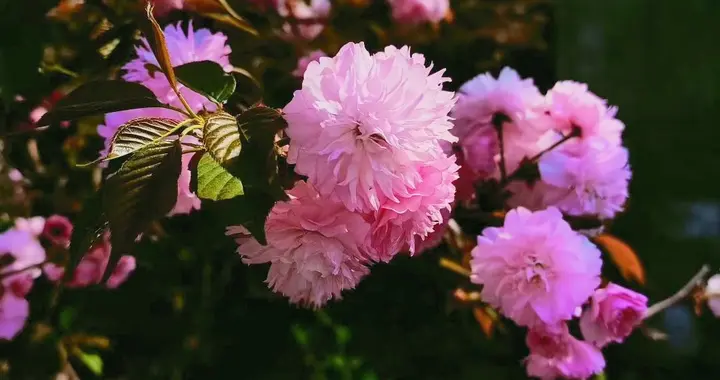 “爱你老己！”最近四川人都在这样夸自己。