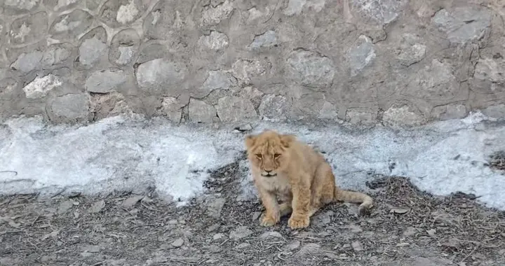 山西一高速路边发现一只小狮子，当地：动物园运输途中出逃