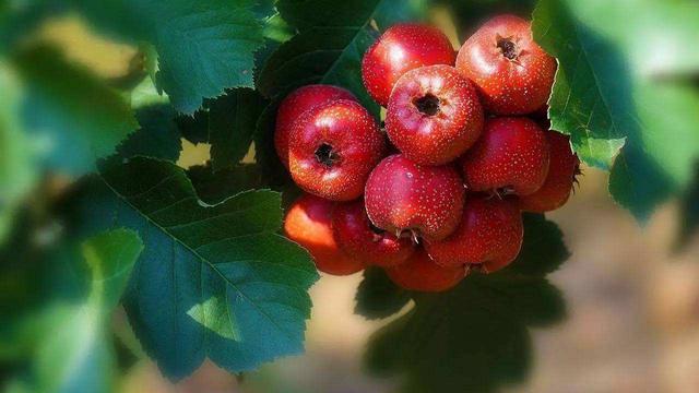 这5种食物才是“升糖王”，糖友管不住嘴，打再多胰岛素也是白费