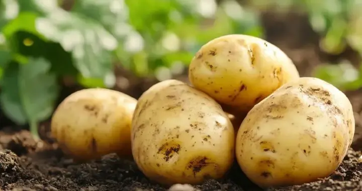 小麦马铃薯缺硼怎样补？