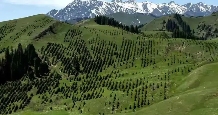 沙海织绿壤，荒漠育粮仓：鲜为人知的中国人民治沙奇迹与壮举