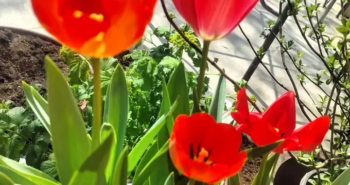 春日阳台氛围感，被郁金香拿捏了！