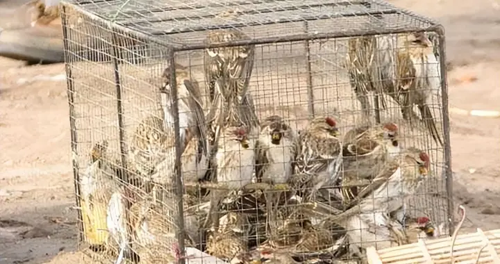 20只就判刑！山东男子抓了卖，挣300却赔5万多，还得做200天公益