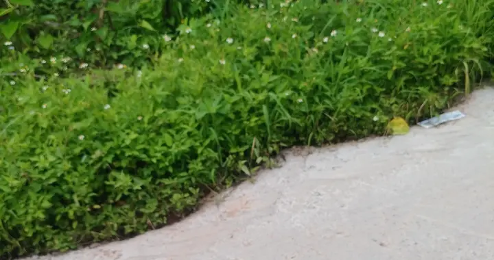 晚年寻静不用远走，家门口的马路风景治愈人心