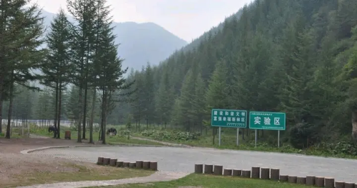 宁夏野荷谷爆火！19℃清凉+万亩野荷，这才是夏天该去的神仙地方