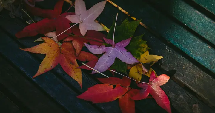星座日运：12月2日 贪心不足难开心