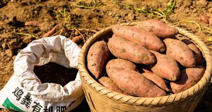 种植红薯，“鸡粪”虽然是好肥，但可不能乱用