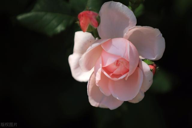 月季蔷薇花美美的盛开在立夏