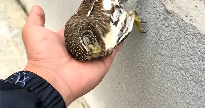 陕西商洛一只猫头鹰倒在路人手中沉沉睡去，为何会看似困到宕机？