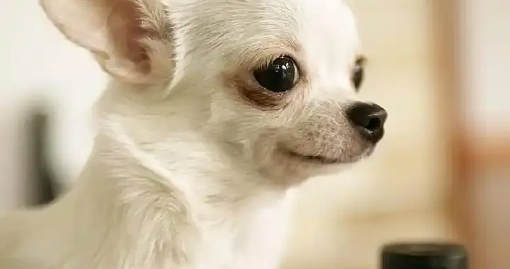 狗界“六不养”，养过的人大多后悔，恨不得立刻换狗