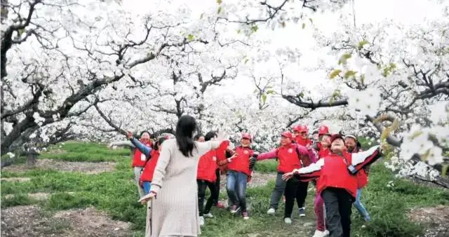 砀山梨花如雪，春意盎然映人心