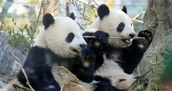 脸都不要了！归还中国大熊猫后，日本右翼抹黑中国，会吃掉熊猫