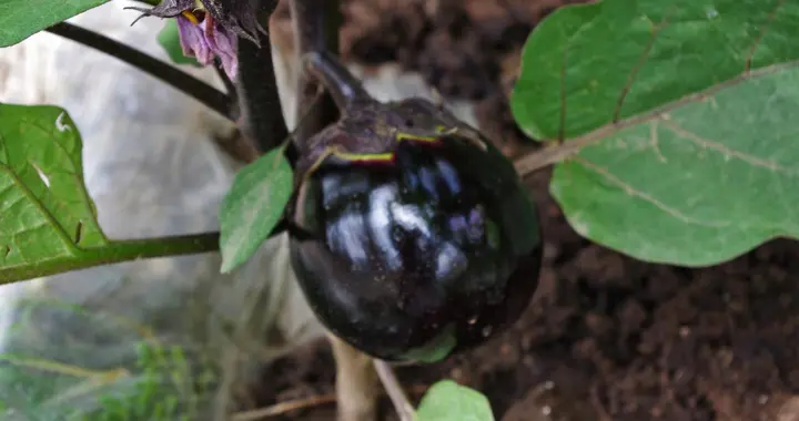 茄子紫花病毒病怎么防治