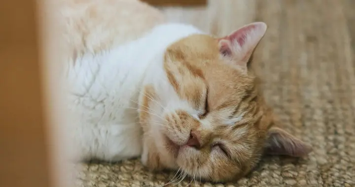 热议：为什么年轻人躺平，中年人却越来越“佛系”？