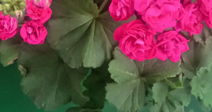 冷知识！江西方言“年子”，听着像骂人，实则是顶级宠溺