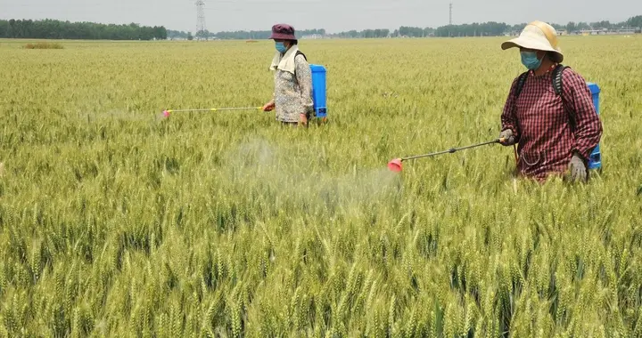 磷酸二氢钾、尿素、复合肥，记住这几个硬性指标，没有白给也不要