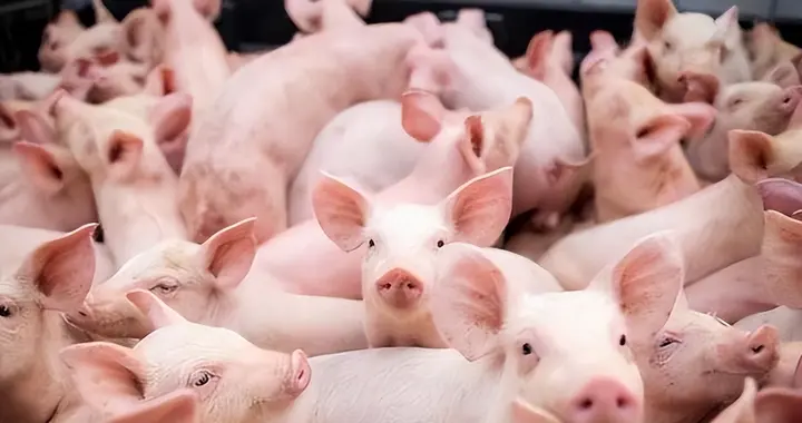 猪肉大局已定！不出意外的话，2026年中国猪肉市场将迎来4大变化