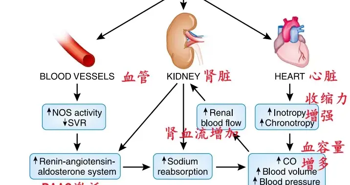 甲亢会影响肾脏吗？