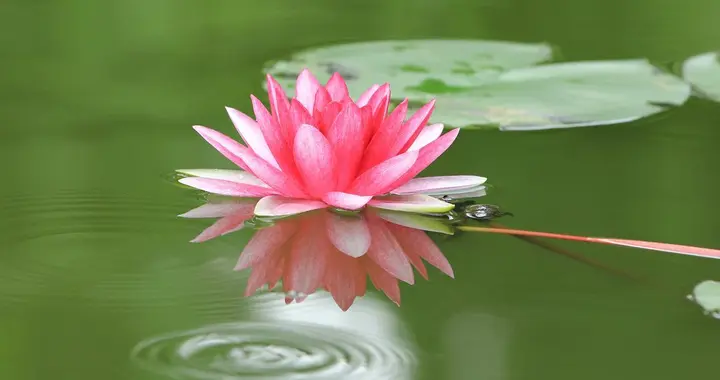 一池幽梦凌波起，几度光阴带月轮