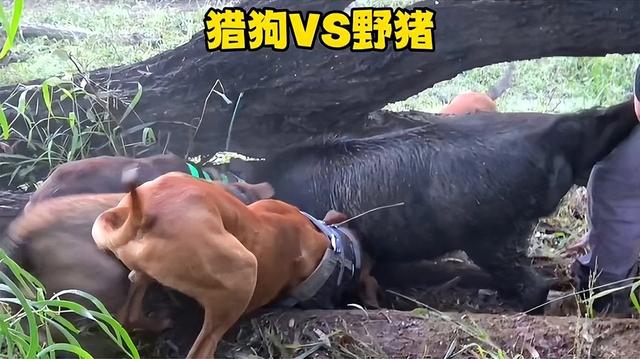 南京老山有队“赏金猎人”，用‘骚狗’找目标，300斤大野猪被捕